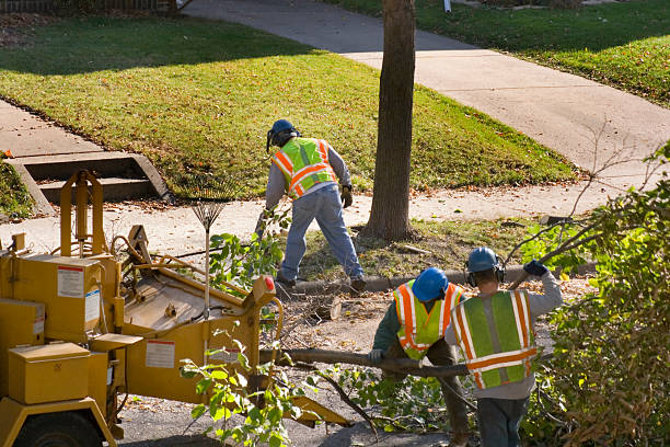 Best Tree Preservation Services  in USA